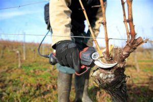 Winter pruning - Champagne