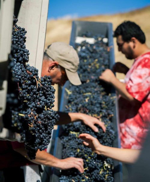 Wine grapes being prepared for transportation